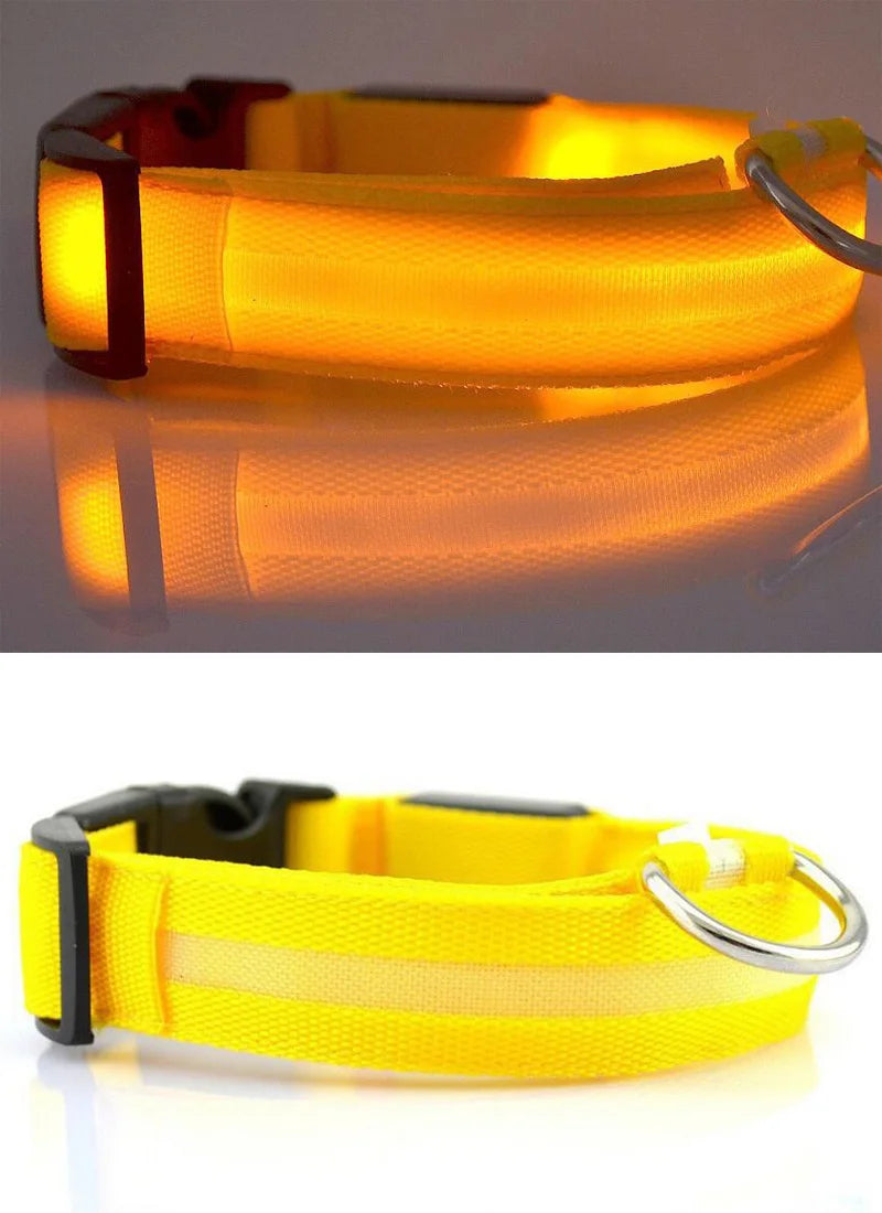PawBright LED-Hundehalsband